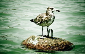 Spotted gull
