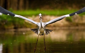 Аист с рыбкой