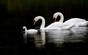 Лебединая семья