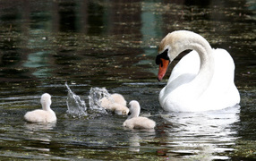 Swan with family
