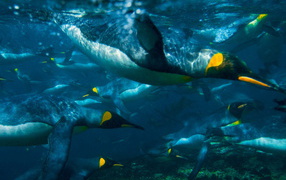 Плывущие пингвины