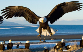 Грозный орел