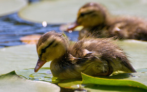 Two duckling