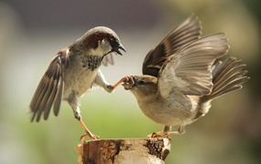 Два воробья