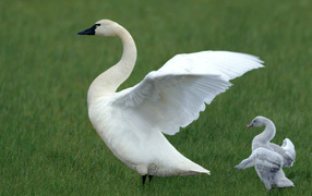White Swan and duck