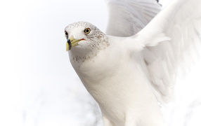 Белый голубь