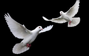 Белые голубки