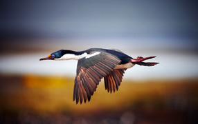 Wild duck in flight
