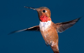 Маленькая птичка