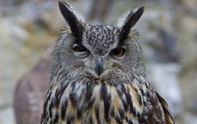 Look of an eagle owl