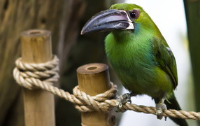 Птица с большим клювом