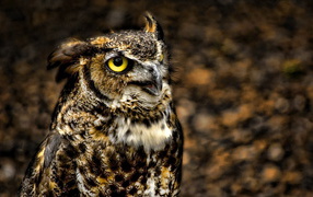 глазастый филин