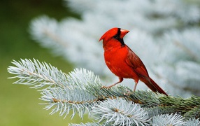 red Cardinal