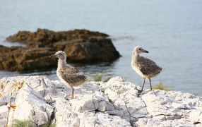 seagull Chicks