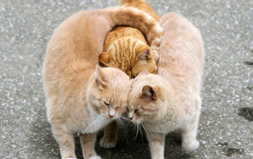 Ласковые кошки