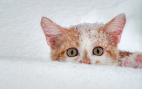 Усатый подснежник