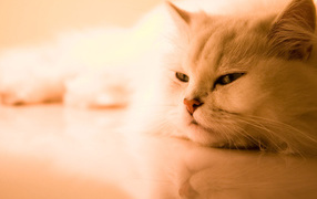 Красивая кошка