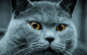 Красавец кот