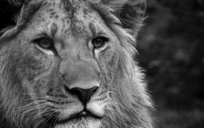 Black-and-white lion
