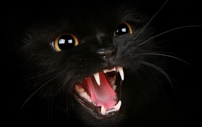 Черный котенок