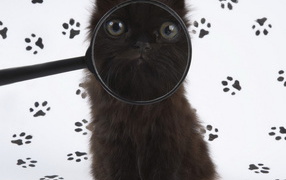 Черный котенок