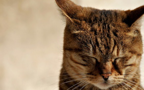 Зажмурившийся кот