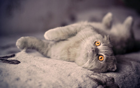 Британский вислоухий кот