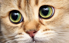 Кошачья морда