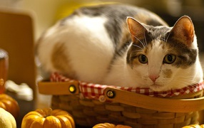 Cat and Basket