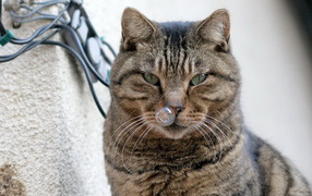 Кот и пузырь