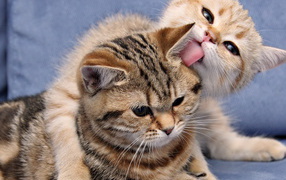 Кошка и котенок