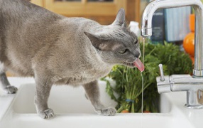 Кошка у крана