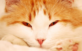 Кошачья мордашка