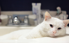 Кот в ванной