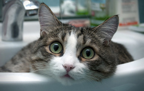 Кот в умывальнике