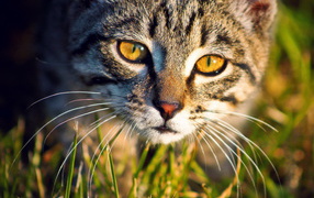 Кошка в траве