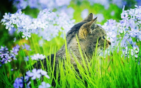 Кошка в траве