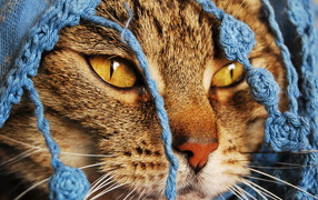 Кошка в кофточке