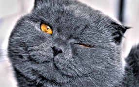 Кошачья мордашка