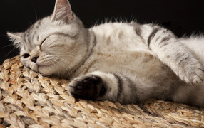 Кошка на корзине