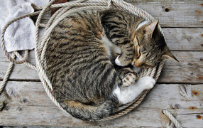 Кошка на веревке