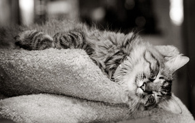 Кошка на шерстяной подушке