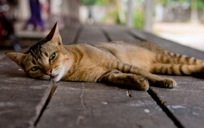 Кошка на полу