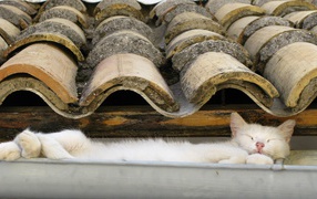 Кот на крыше