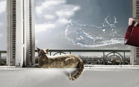 Кот на окне