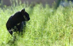 Кот на прогулке
