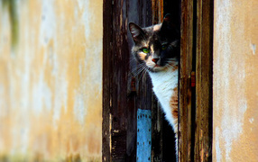 Cat to look from door