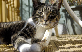 Кошка под столом