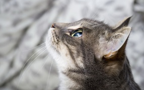 Кошка выжидает жертву