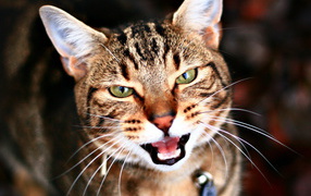 Кариглазый кот